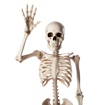 A skeleton with hands raised, smiling at the camera isolated on a transparent background.