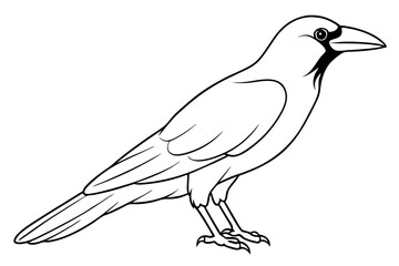 crow line art silhouette vector illustration