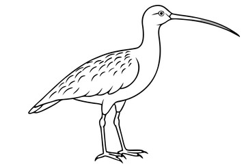 Fototapeta premium curlew line art silhouette vector illustration