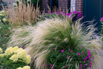 Mexican feather grass cascading down with pink petunias in a container. Airy feathery blooms add movement, arching blades cre soft, flowing texture that gives the contain a graceful look.