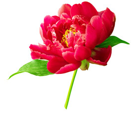 Obraz premium Red Peony flower on a white isolated background with clipping path. Closeup. For design. Nature. 
