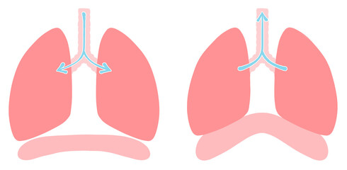 肺呼吸　健康な肺と横隔膜のイラスト