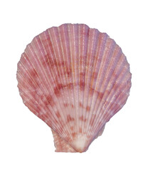 sea shell isolated on white