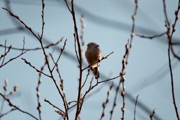 Low angle view of small long-tiled tit bird perching on bare tree against sky