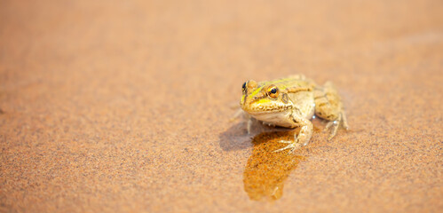 The frog sits on the sand on the shore of the lake. Beautiful wildlife landscape with place for text. The concept of protecting wildlife and ecology.