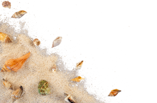 sea shells and starfish corner decoration