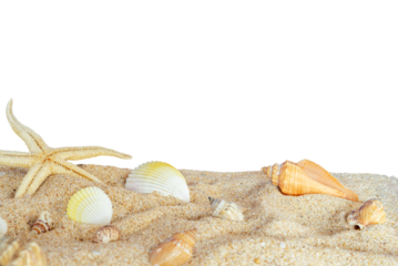 beautiful shells on sand border isolated