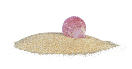 shell on top of beach sand isolated