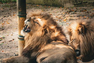 Majestic Roar, Tranquil Rest