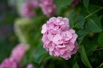rosa blühende Gartenhortensie, Hydrangea macrophylla in einem Garten im Sommer