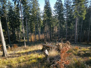  Tranquil Autumn Pine Forest