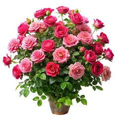 Obraz premium Pink and Red Roses Bouquet in Pot, Isolated on White Background, High-Resolution Image, Flower Arrangement, Roses, Bouquet, Flowers, Floral Arrangement