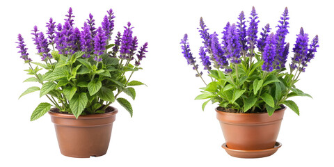 Two Salvia Plants in Brown Pots, Isolated on Transparent Background, Floral Composition, Herb, Garden, salvia, potted plant, herb