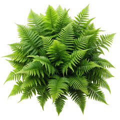 Top View Lush Green Fern Cluster, Isolated on Transparent Background, PNG, Botanical Illustration, Fern, Plants, Nature