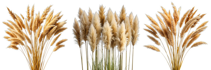 Three Pampas Grass Bundles, Isolated on Transparent Background, Natural Decor, Autumnal, Botanical Illustration, Pampas Grass, Dried Flowers, Autumn