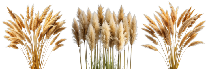 Three Pampas Grass Bundles, Isolated on Transparent Background, Natural Decor, Autumnal, Botanical Illustration, Pampas Grass, Dried Flowers, Autumn