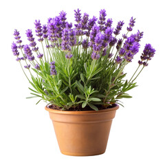 Lavender Plant in Pot, Isolated on Transparent Background, Full Bloom, Herb, Lavender, Potted Plant, Floral