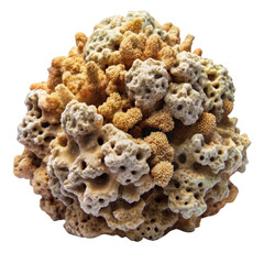 Fototapeta premium Close-up Macro Photo of Beige Coral Cluster Isolated on Transparent Background, Ocean Life, Sea Creature, Underwater, coral, sponge, marine