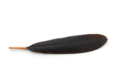 Single Black Feather on White Background