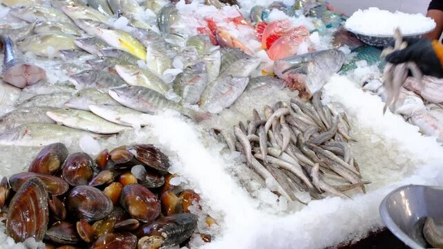 Fresh seafood on the counter of the fish market in ice. Red Sea fish, crabs, shellfish are sold in the store