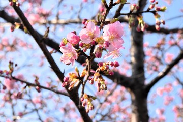 Obraz premium 開花した桜の花と、開花を待つ蕾。 