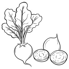 Line Art Beetroot Illustration Vector Vegetable Drawing, Botanical Sketch, Food Illustration