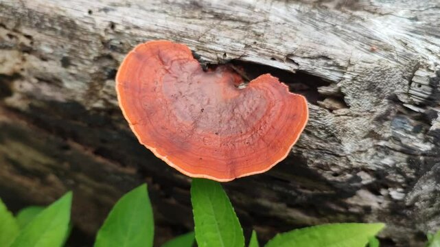 orange mushroom on wood