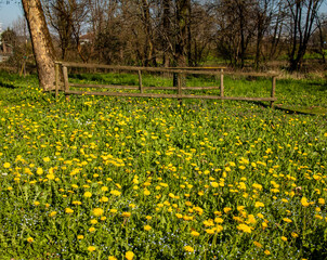 Obraz premium spring in the park