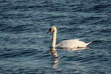 Mute swan on the lake