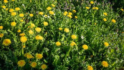 field of yellow dandelions