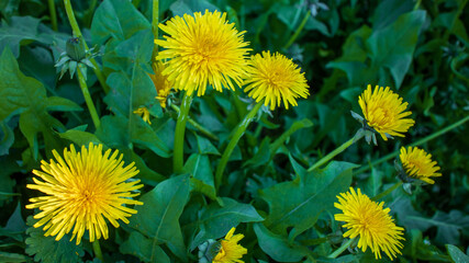 yellow dandelions on green background