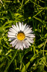 Fototapeta premium daisy in the garden