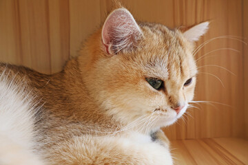 A Cute Golden Shaded British Shorthair Cat Relaxing in the Living Room