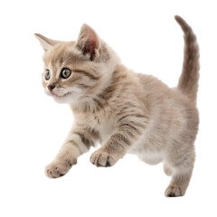 Naklejka premium Cat jump isolated on transparent background