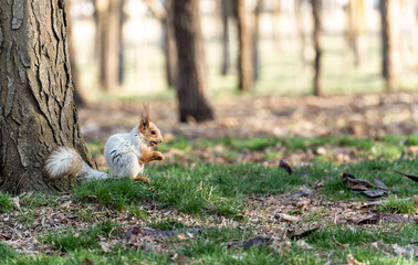 Landscape with a squirrel: in the spring in the park near a tree sits a squirrel, which has not yet molted after the winter, it has a lot of nuts in its mouth, the squirrel eats them greedily.