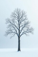 Fototapeta premium White branches with bare tree in the background, snowy, white