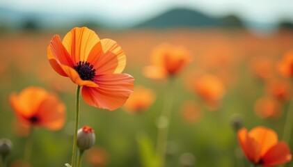 Obraz premium A single flower blooming in the emptiness of an open field, stem, isolated blooms