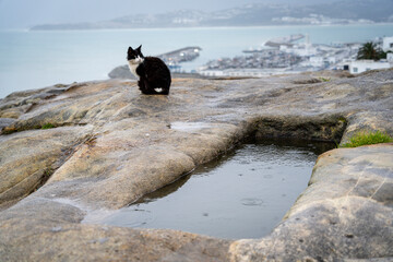 cat in the rain, Phoenician necropolis facing the Bay of Tangier, Marshan district, Tangier,...