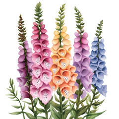 Colorful foxglove flowers in watercolor style isolated on transparent background