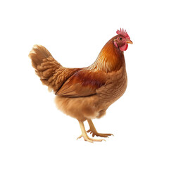 Fototapeta premium A brown chicken standing on two legs, on PNG format and transparent background
