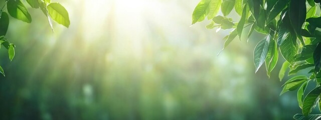 Sunlight Filtering Through Green Leaves in a Lush Forest Setting