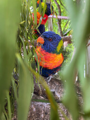 rainbow lorikeet parrot