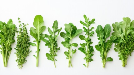 Fototapeta premium Vibrant green herbs in focus arugula white background