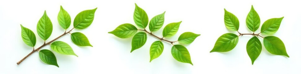 Obraz premium Three isolated branches on a white background with varying shades of green, abstract, wood, nature