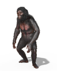 Australopithecus