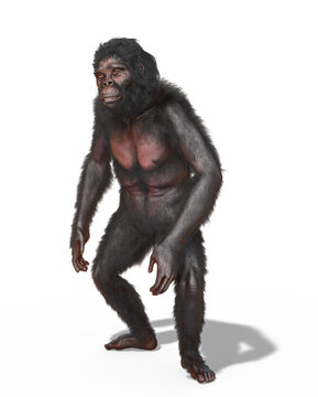 Australopithecus