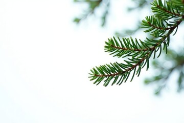 Minimalist branches of fir tree on white background isolated, white, isolation, forest