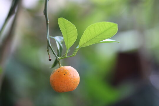 small yellow orange fruit that grows on the tree