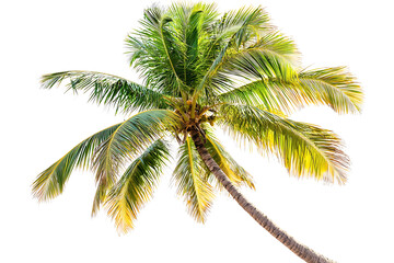 Isolated palm tree with vibrant green fronds and a gently curving trunk set against a stark white background.