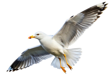 A Stunning Closeup of a Seagull in Flight Against a Black Background
